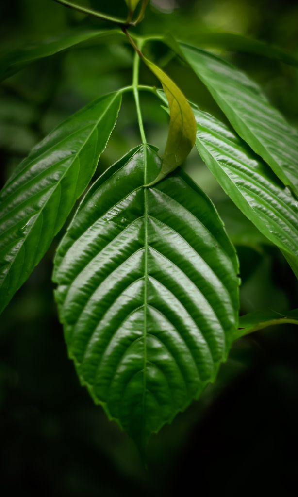 kratom shop in Tamarac,florida